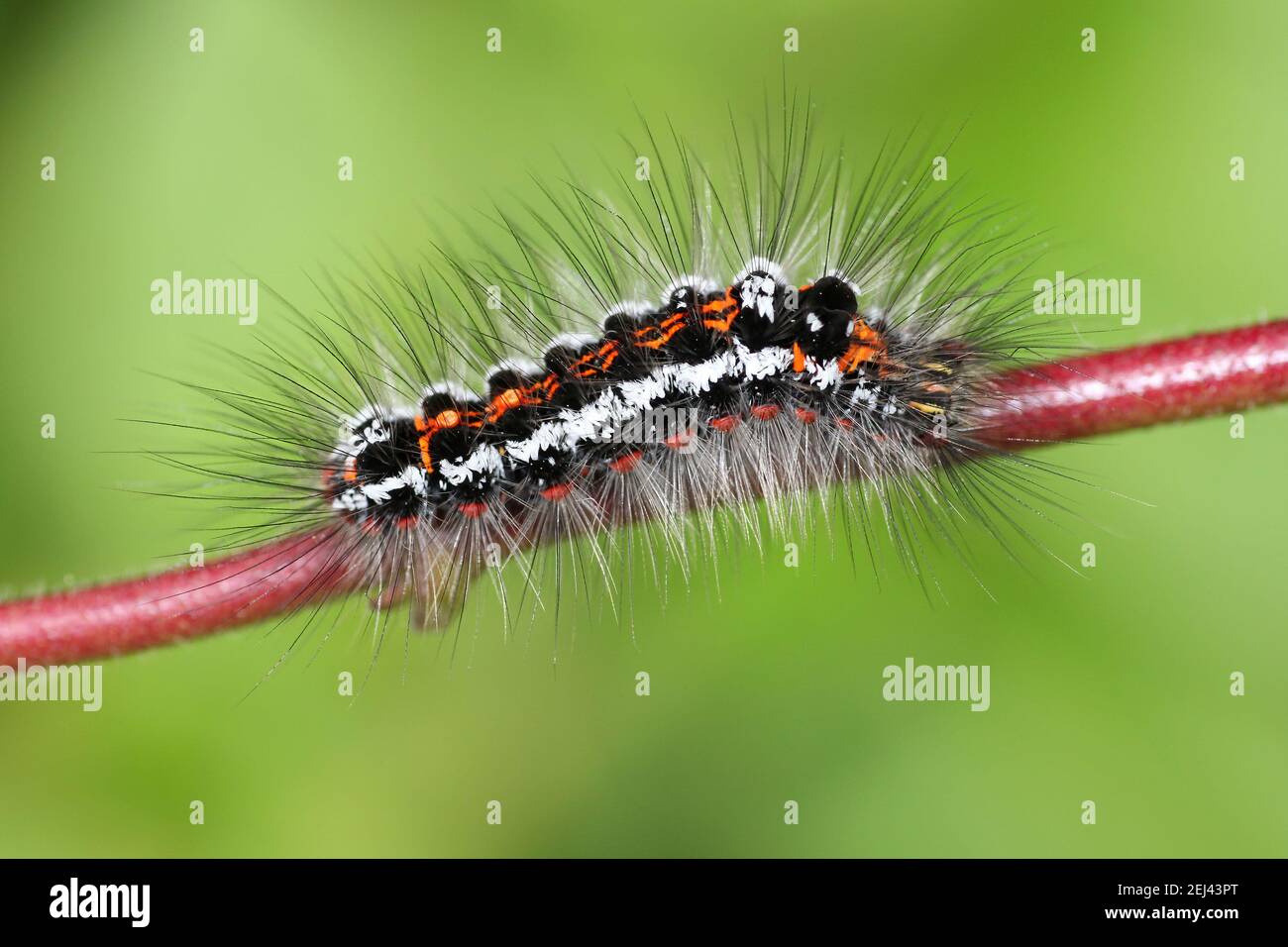 Gelb - Schwanz Euproctis imilis Caterpillar Stockfoto