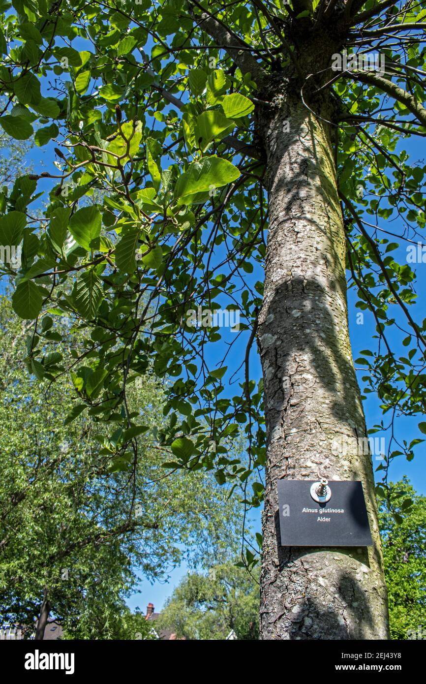 Erlenbaum (Alnus glutinosa) In einem Park mit einem botanischen Namensschild Stockfoto