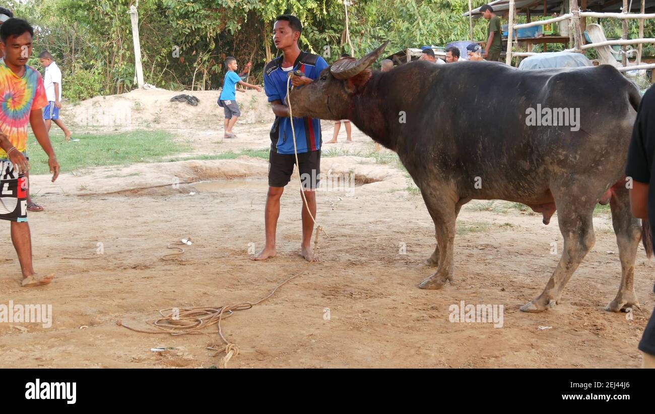 KOH SAMUI, THAILAND - 24. MAI 2019 landthailändische treffen sich während des Festivals und arrangieren die traditionellen Schlachten ihrer wütenden Wasserbüffel auf Makes Stockfoto