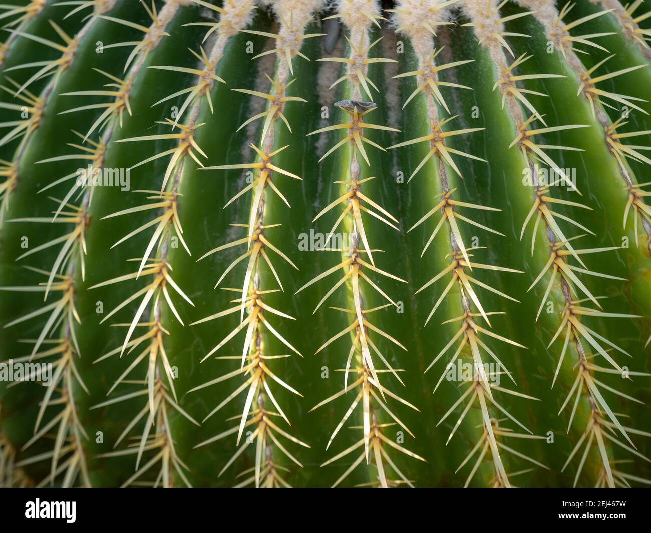 Kaktus aus der Nhe in Makro-Aufnahme mit den spitzen Pflcker ragen  berall auf der grnen Wstenpflanze in der Natur Stockfotografie - Alamy