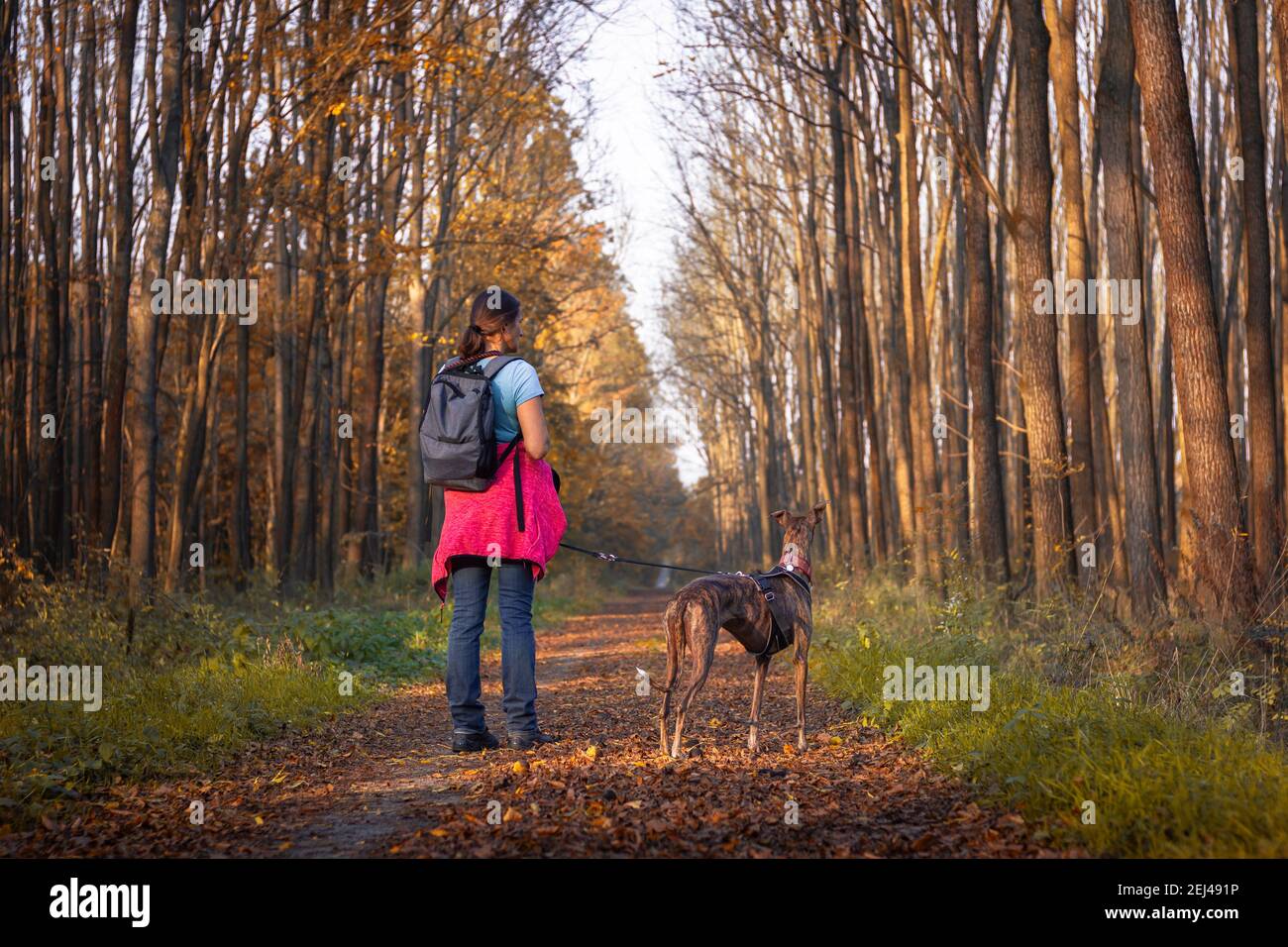 Greyhound Walking Stockfotos und -bilder Kaufen - Alamy