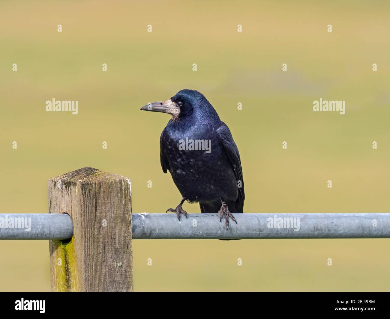 Rook Corvus frugilegus sitzt am Zaun Ostküste Norfolk Stockfoto