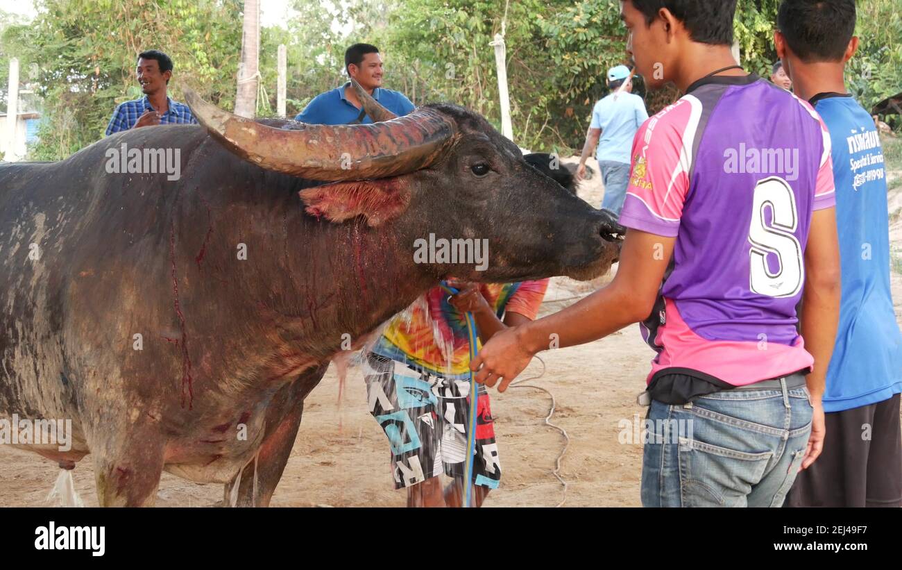 KOH SAMUI, THAILAND - 24. MAI 2019 landthailändische treffen sich während des Festivals und arrangieren die traditionellen Schlachten ihrer wütenden Wasserbüffel auf Makes Stockfoto