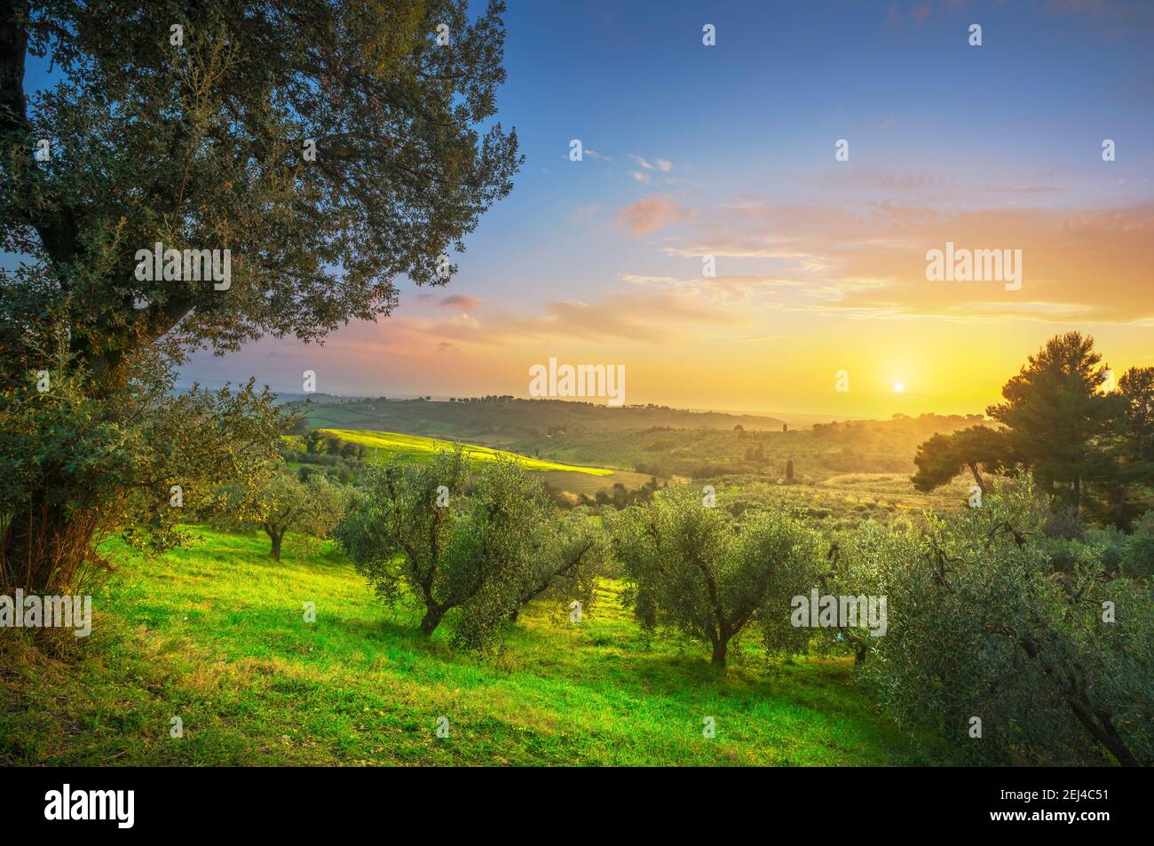 Maremma auf dem Land Panoramaaussicht, Olivenbäume, sanften Hügeln und grünen Felder. Meer am Horizont. Casale Marittimo, Pisa, Toskana Italien Europa. Stockfoto