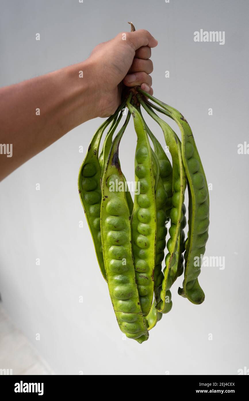 Nahaufnahme der Hand mit viel Petai auf einem Beigefarbener Hintergrund Stockfoto