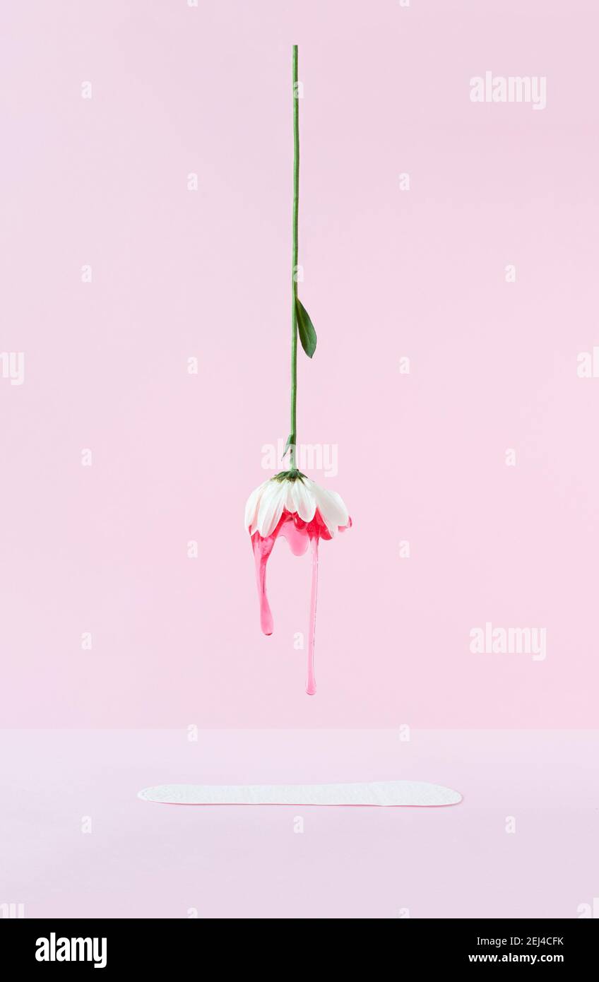 Kreative Anordnung von weißen Blumen und Menstruationskissen auf rosa Pastellhintergrund. Minimale Standzeit Layout. Frau gynäkologische Menstruation Stockfoto