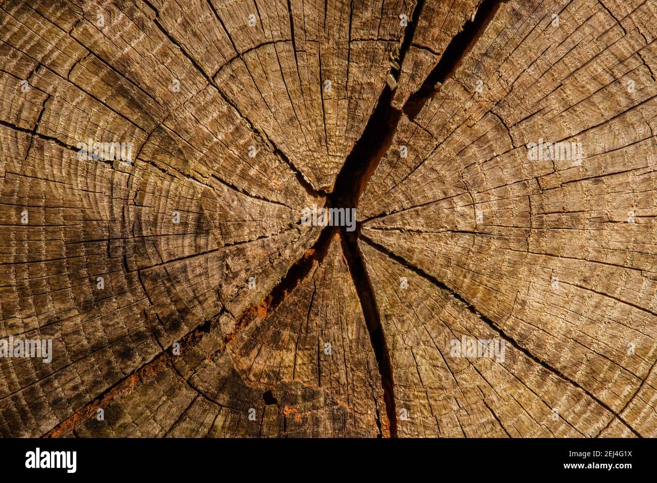 Kroos Abschnitt eines verwitterten Baumes, der Wachstumsringe, Poren, Kontrolle und Schütteln zeigt. Stockfoto
