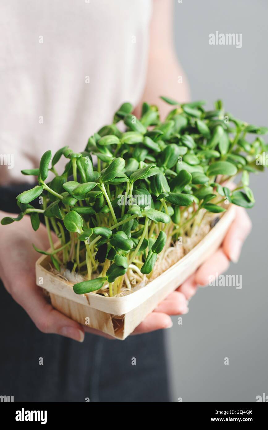 Microgreens, Sonnenblumenkerne Sprossen Mikroarm in weiblichen Händen. Bio selbst angebaute gesunde vegane Lebensmittel Stockfoto