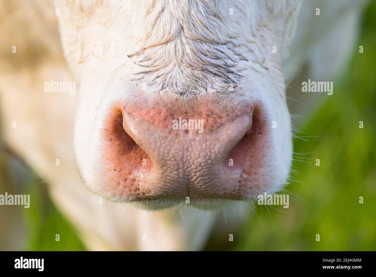 Nahaufnahme einer Schnauze eines Rindes (Bovini), Sachsen, Deutschland Stockfoto