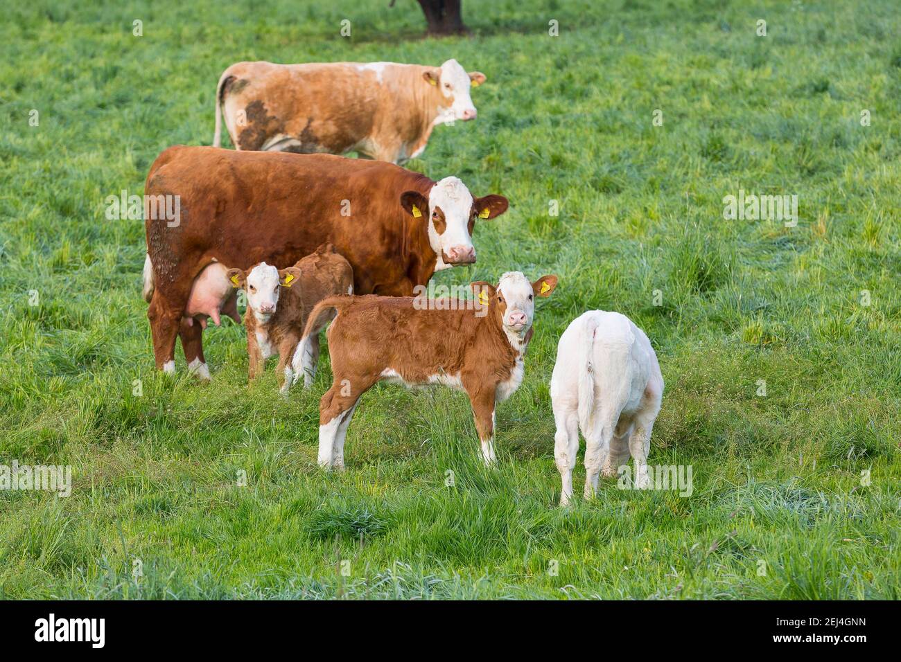 Rinder (Bovini) auf einer Weide, Talsperren mit Kälbern, Elbland, Sachsen, Deutschland Stockfoto