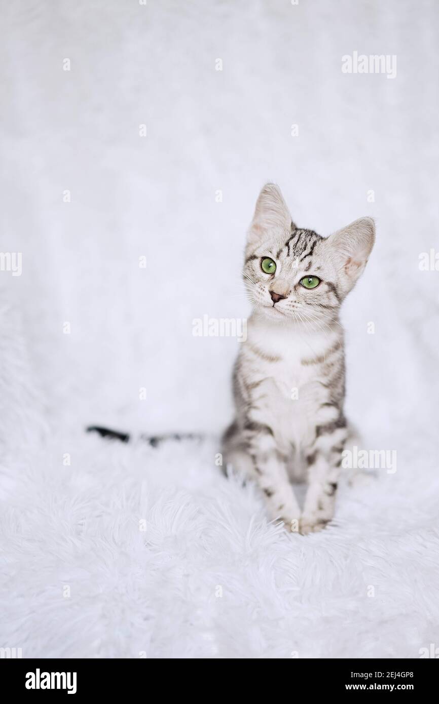 Kätzchen-Streifen auf weißem Hintergrund Stockfoto