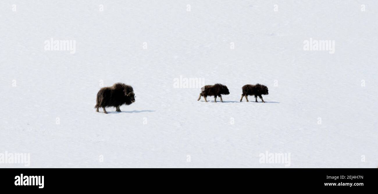 Moschusoxen (Ovibos moschatus) im Schnee, Mutter mit zwei Jungen, Dovrefjell Sunndalsfjella Nationalpark, Norwegen Stockfoto