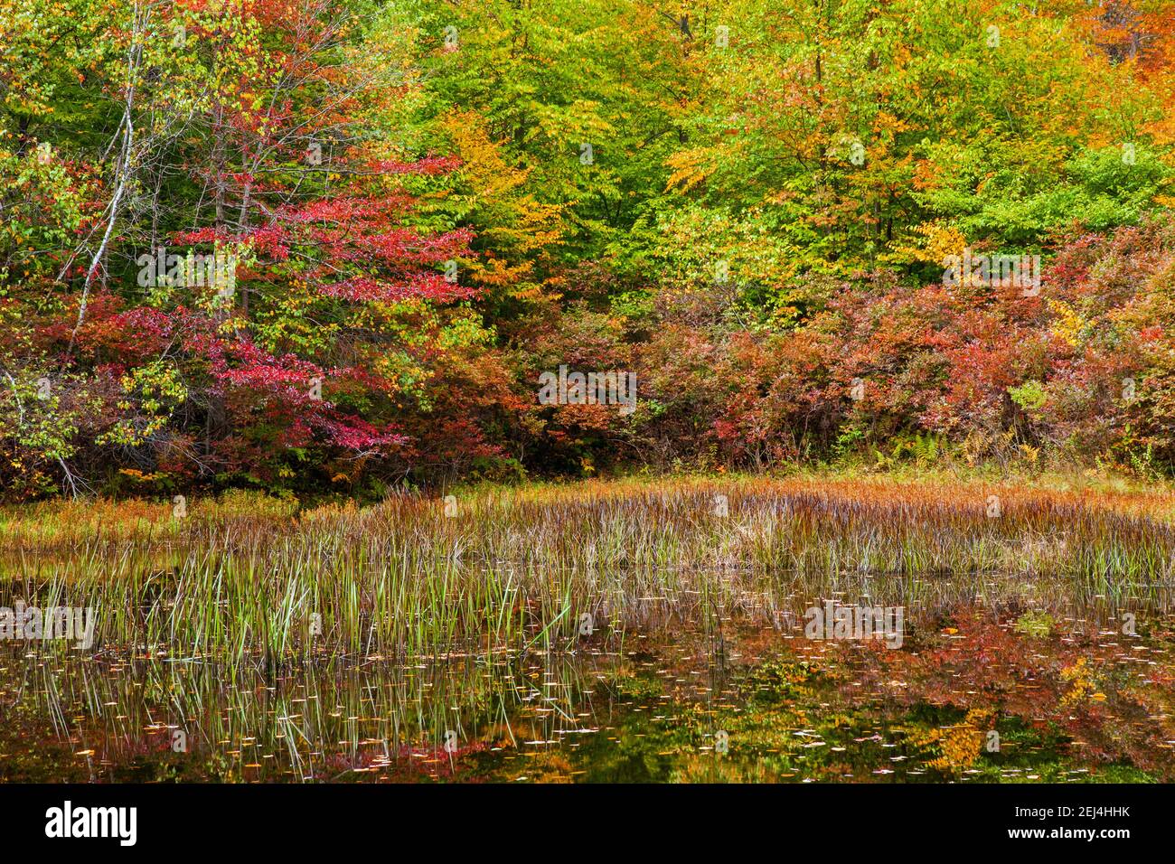 Ein kleiner, vom Menschen errichtetes Waldteich, der für den Lebensraum von Wildtieren auf dem Pennsylvania State Wildland in den Pocono Mountains gebaut wurde. Stockfoto