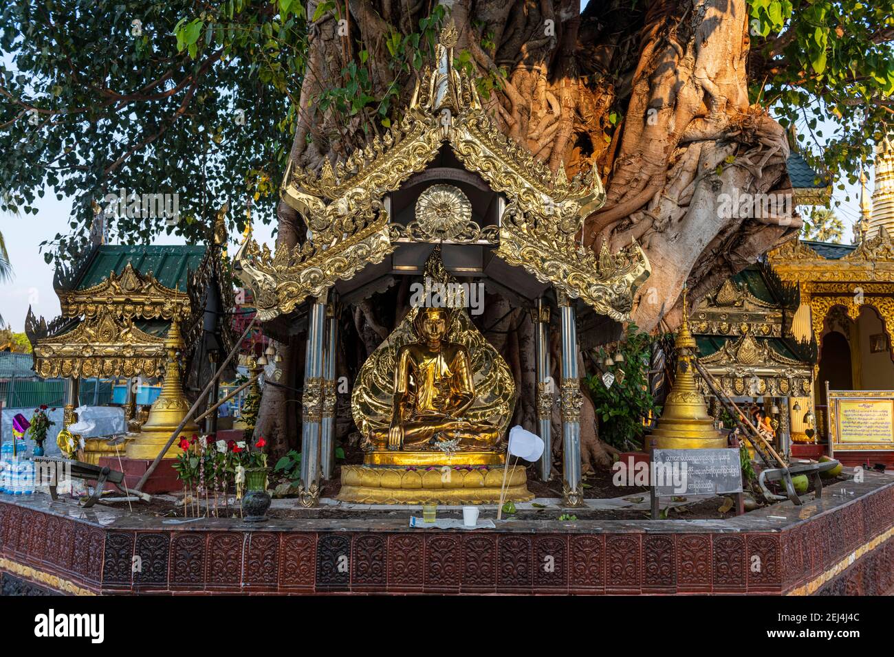 Buddhas in einem Banyan Baum, Shwedagon Pagode, Yangon, Myanmar Stockfoto