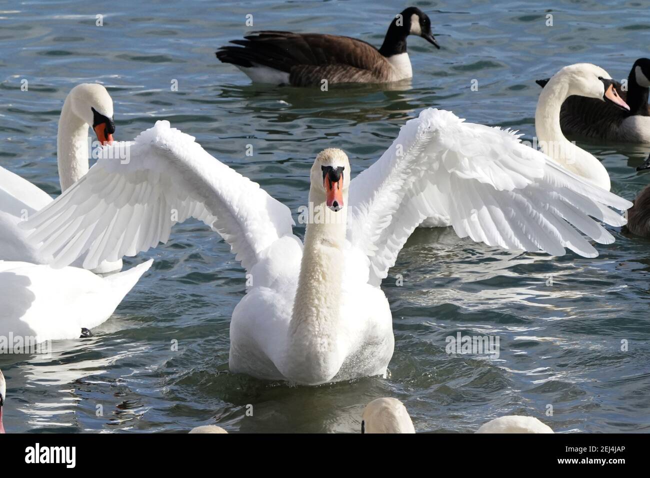 Trompeter und Mute schwans auf dem See im Winter Stockfoto