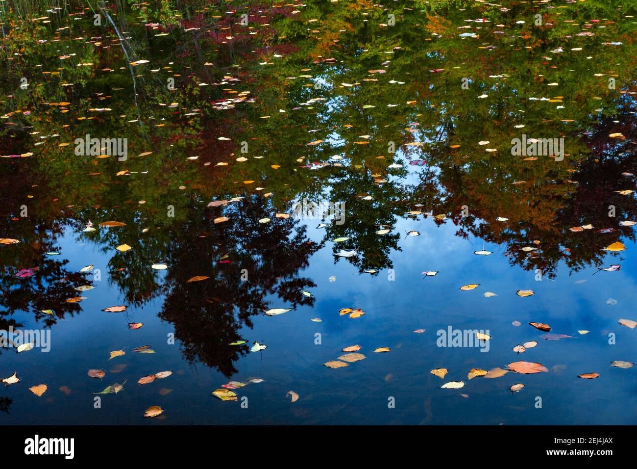Ein kleiner, vom Menschen errichtetes Waldteich, der für den Lebensraum von Wildtieren auf dem Pennsylvania State Wildland in den Pocono Mountains gebaut wurde. Stockfoto