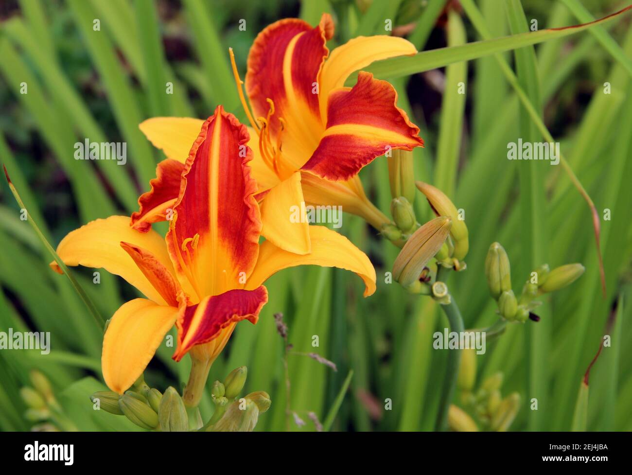 Nahaufnahme eines erstaunlichen zwei Blumen von einer hellen goldenen Farbe. Stockfoto