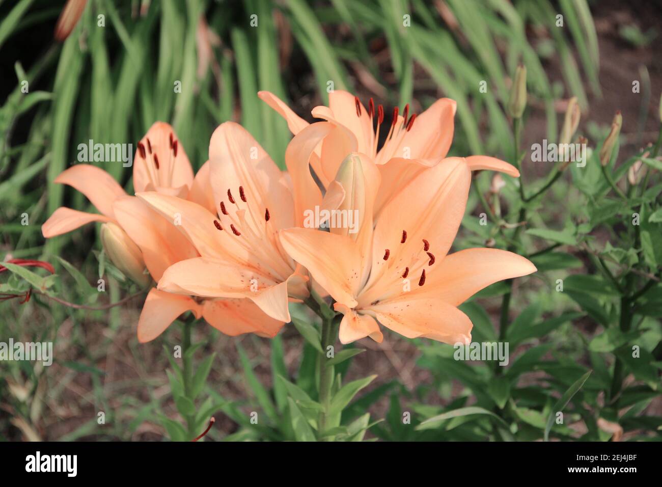 Eine Gruppe von schönen, sanften pfirsichfarbenen Blüten mit dunkelroten Staubgefäßen. Stockfoto