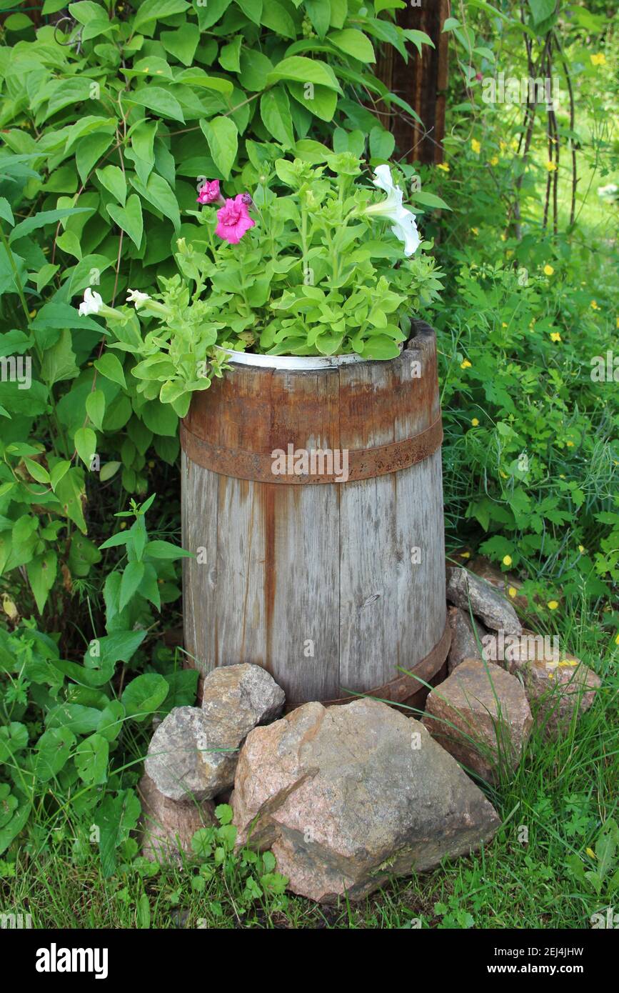 Erstaunliche Blumen im alten Fass auf dem grünen Gras und Steine um das Fass. Stockfoto