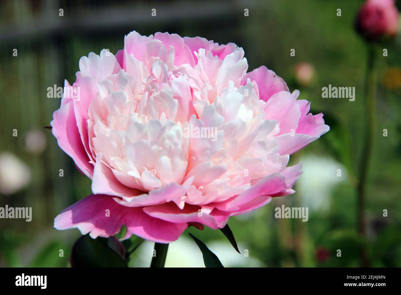 Erstaunliche Aster Knospe mit weißen Blütenblättern auf der Oberseite und blassrosa unteren Blütenblätter. Stockfoto