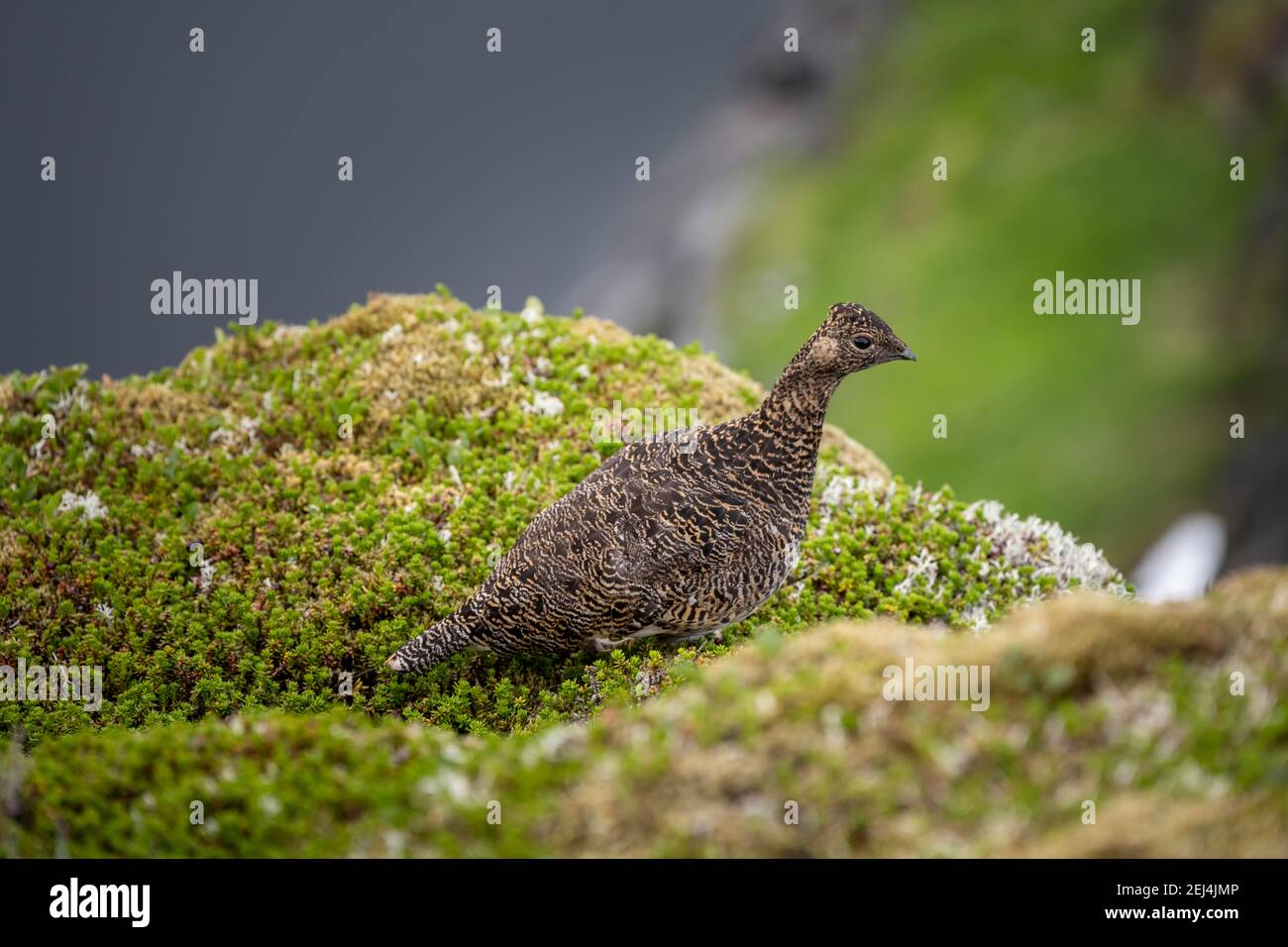 Ptarmigan (Lagopus) in Sommerkleid, Lofoten, Nordland, Norwegen Stockfoto