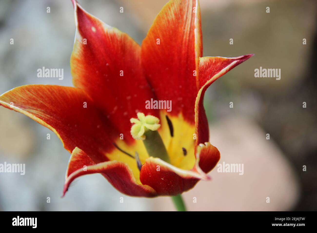 Erstaunliche Blütenknospe mit leuchtend braunen Blütenblättern dreieckig geformt und gelben Kern mit grünen Staubgefäßen. Nahaufnahme des Bildes. Stockfoto