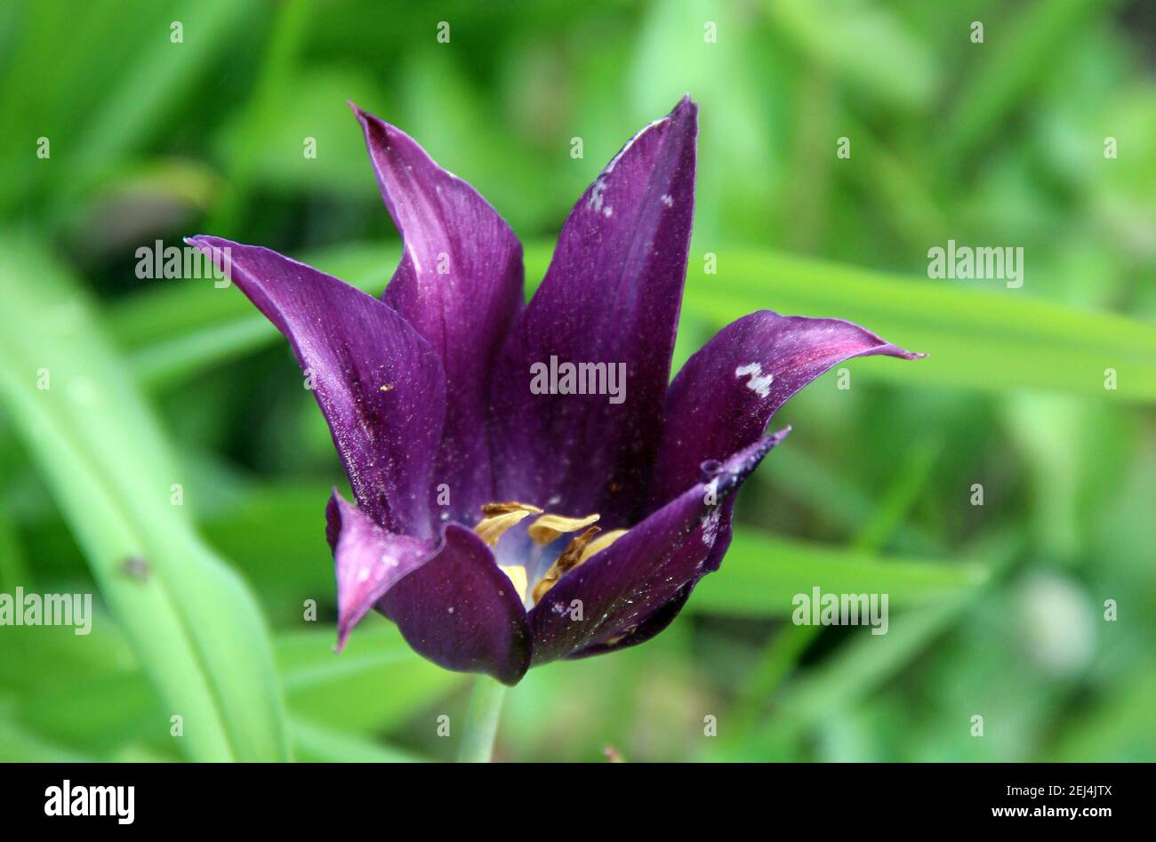 Dunkelviolett geöffnete Knospe mit goldfarbenen Staubgefäßen aus der Nähe. Stockfoto