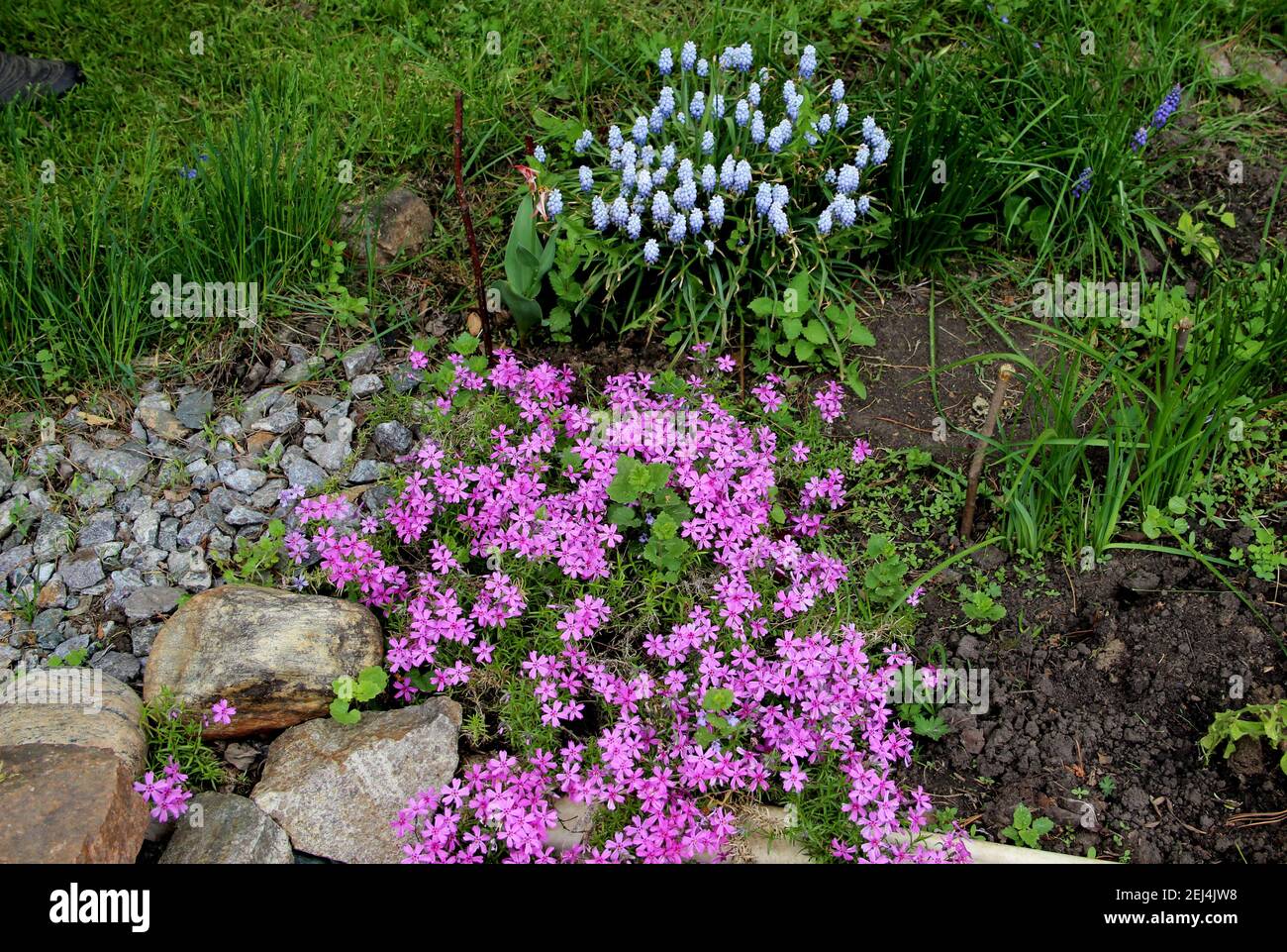 Eine erstaunliche Fotocollage - verstreute Steine, Blumen, Gras und Boden. Stockfoto