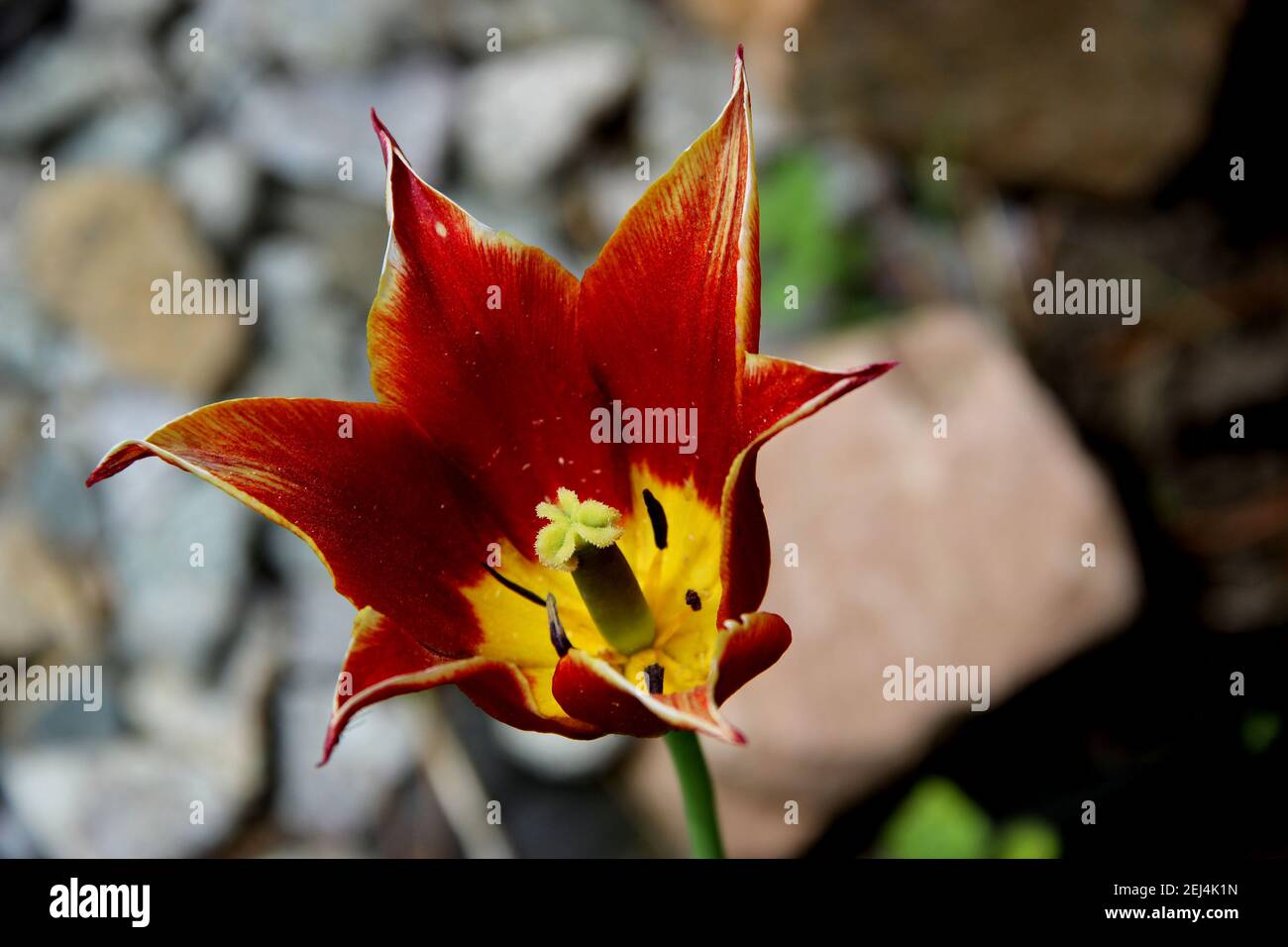 Erstaunliche Blütenknospe mit leuchtend braunen Blütenblättern dreieckig geformt und gelben Kern mit grünen Staubgefäßen. Nahaufnahme des Bildes. Stockfoto