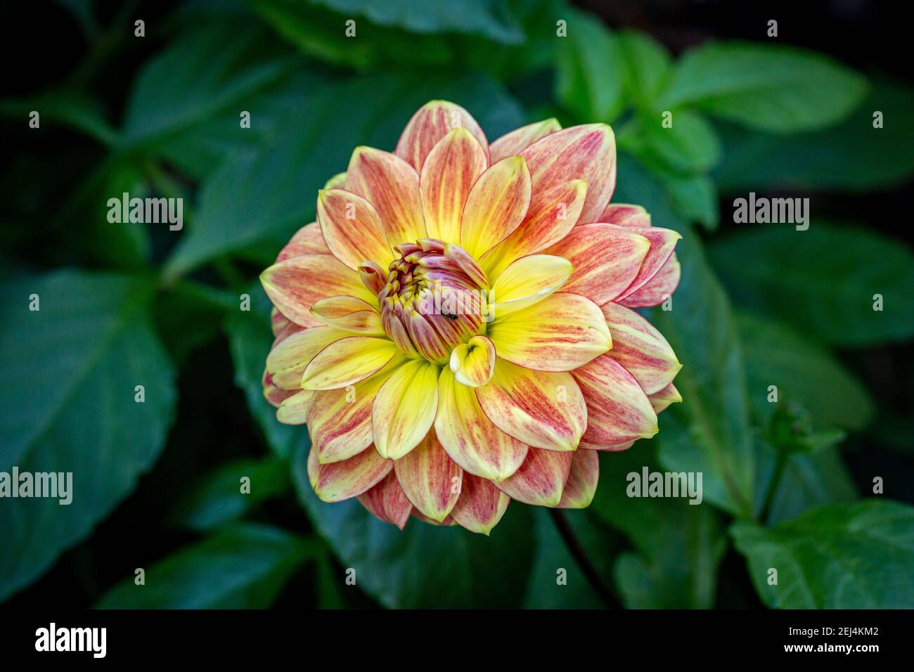 Eine bunte Chrysantheme Blume im Herbst Stockfoto