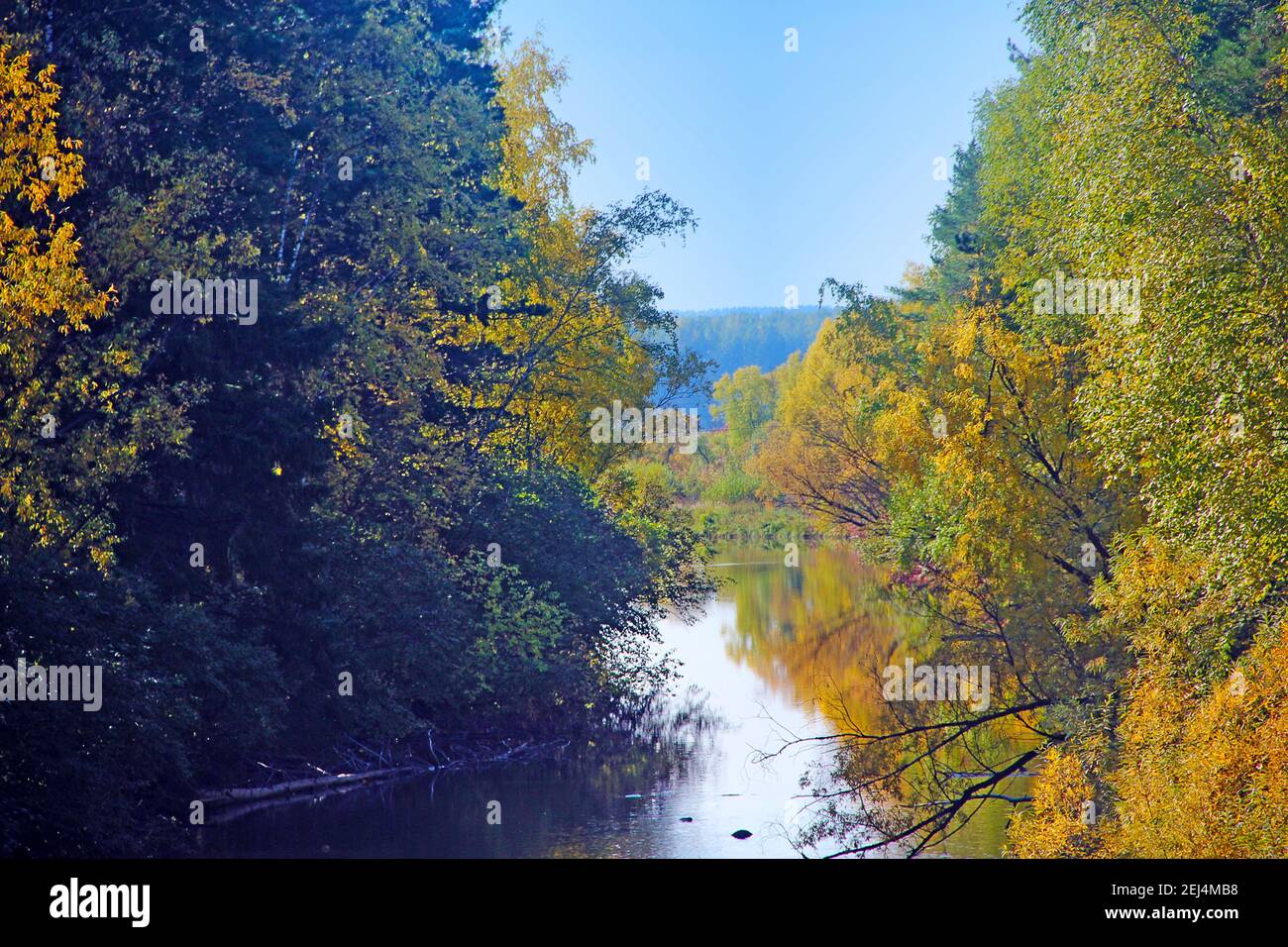 Gebadet in Sonnenlicht grünen und gelben Büschen und kleine Birke entlang des Baches. Stockfoto