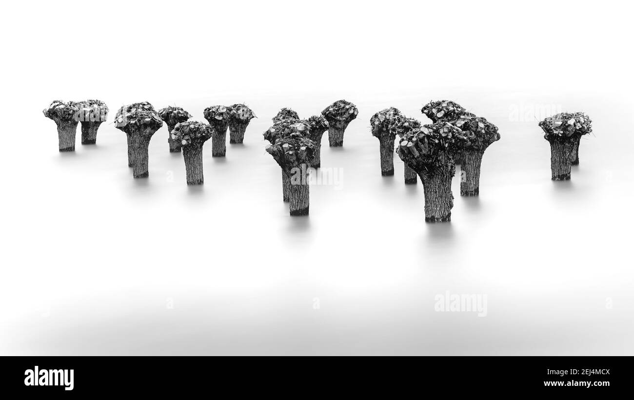 Hohe Wasserstände des Flusses IJssel, die in überflossen Die Auen tauchen Vegetation und Winter kargen Bäumen Stockfoto