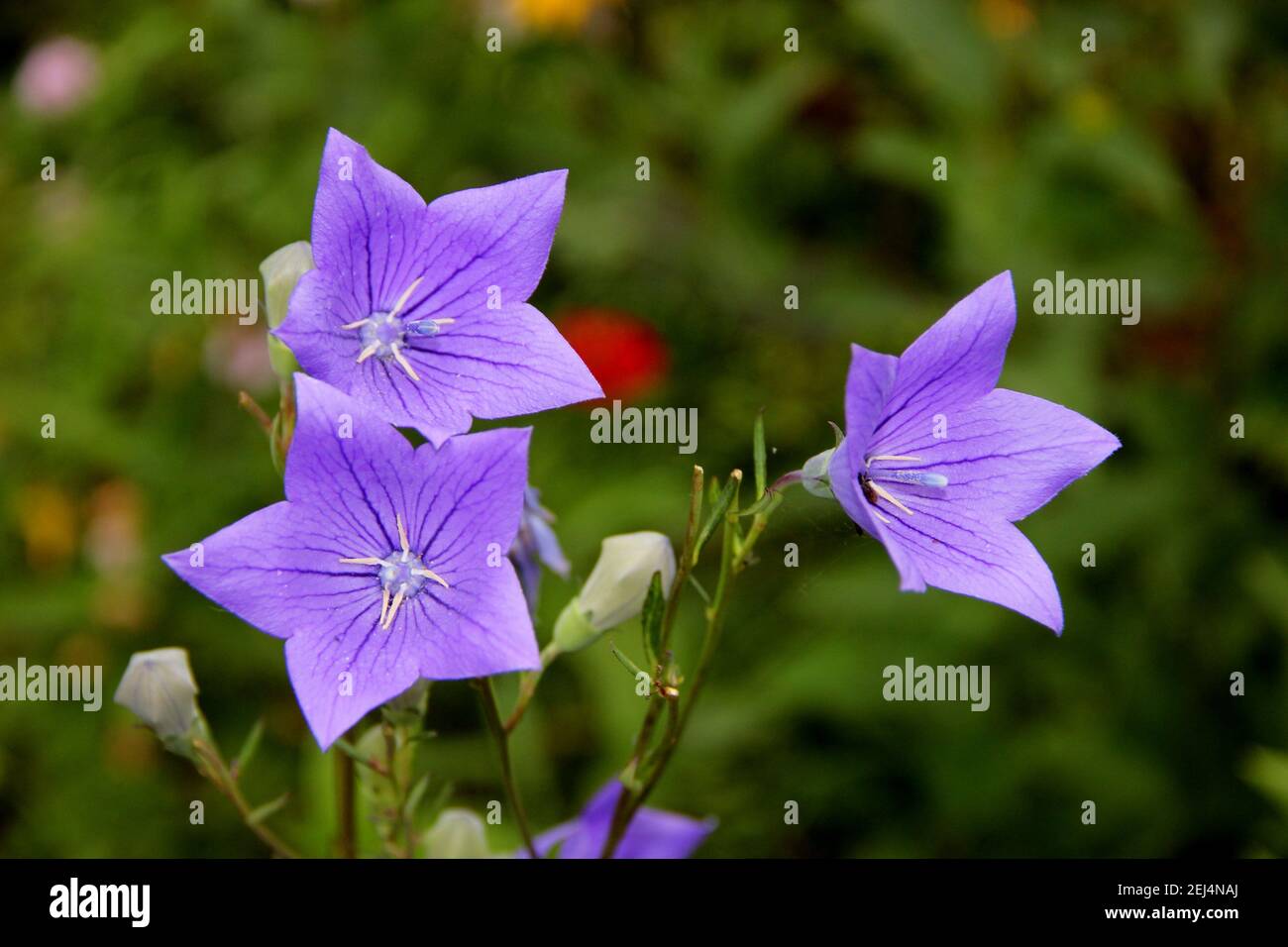 Schöne blaue Blumen mit Blütenblättern wie ein blauer Stern unter der Sommersonne. Stockfoto