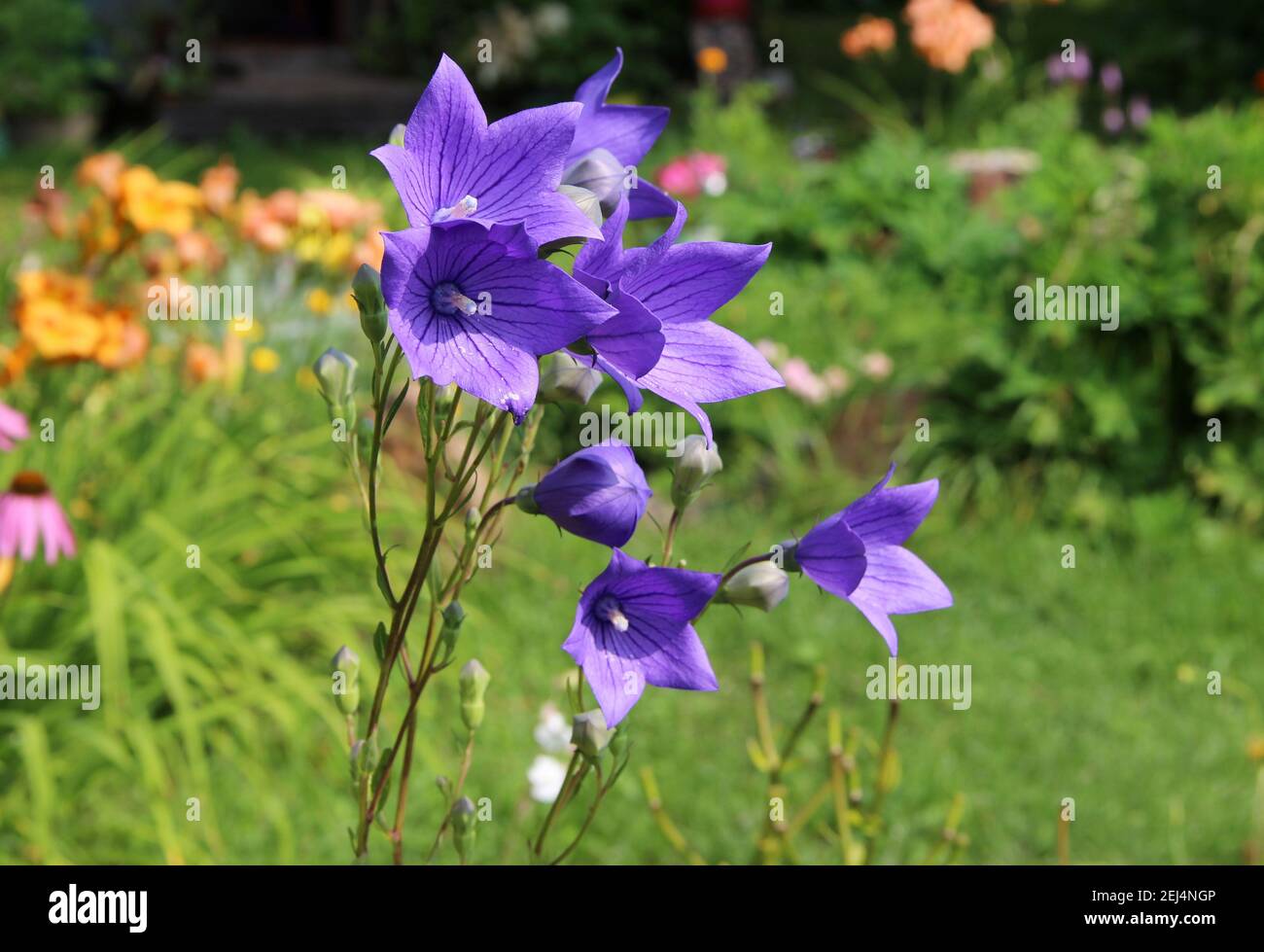Erstaunliche blaue Blumen mit Sonnenstrahlen auf seinen Blütenblättern. Stockfoto