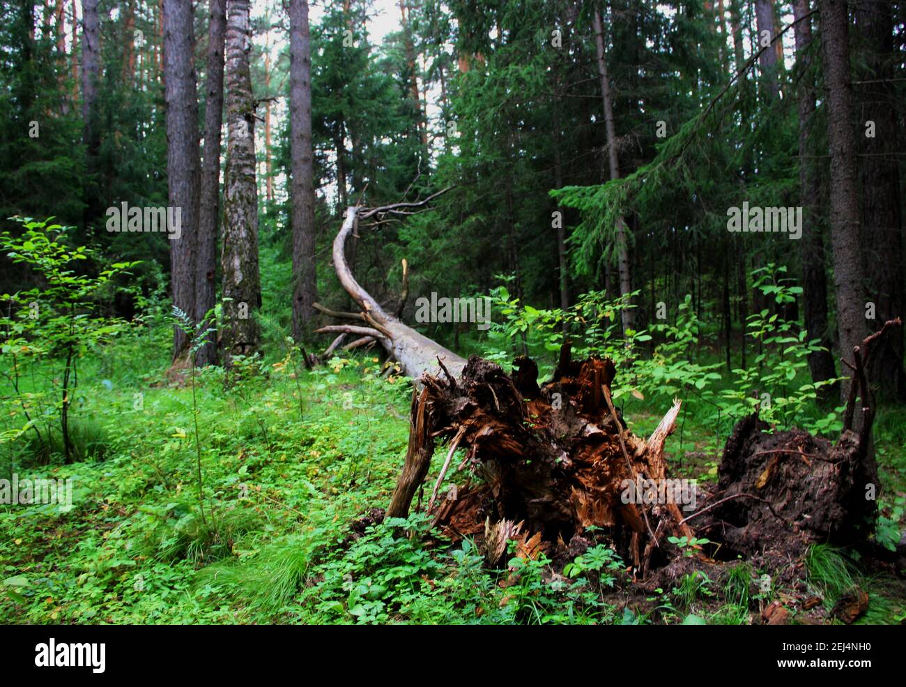 Entwurzelter Baum sieht aus wie eine alte Eidechse in einem prähistorischen Wald. Stockfoto