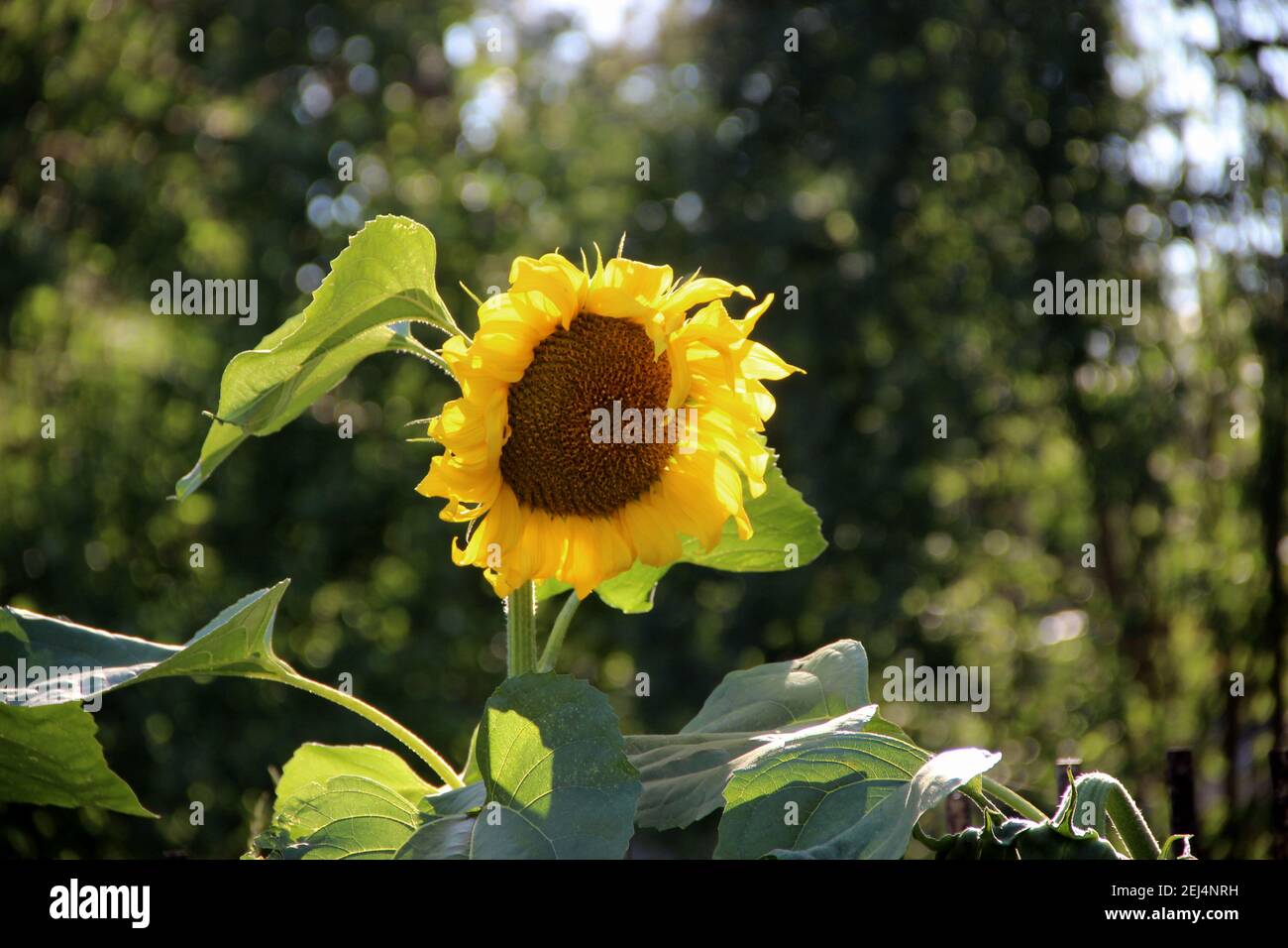 Nahaufnahme der Sonnenblume mit großen grünen Blättern auf einem stabilen grünen Stiel. Stockfoto