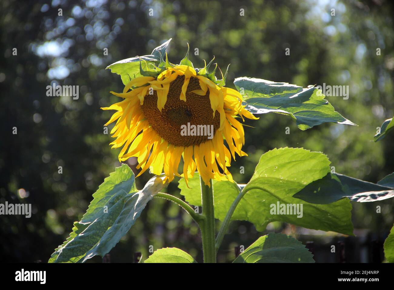 Nahaufnahme der Sonnenblume mit großen grünen Blättern auf einem stabilen grünen Stiel. Stockfoto