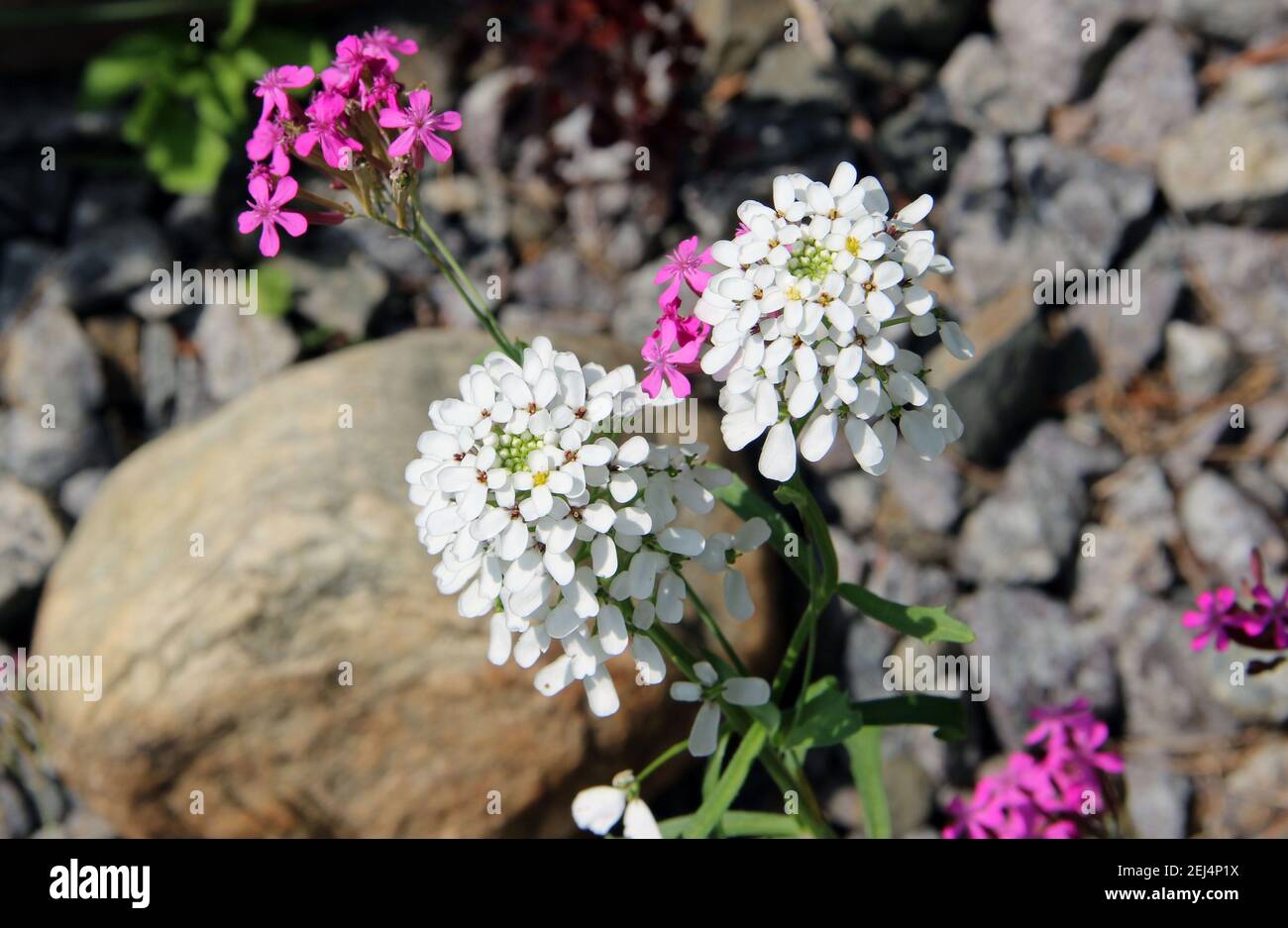 Nahaufnahme des Fliederabzweiges. Weiße und rosa kleine Blüten auf dem Hintergrund einer Streuung von Steinen. Stockfoto