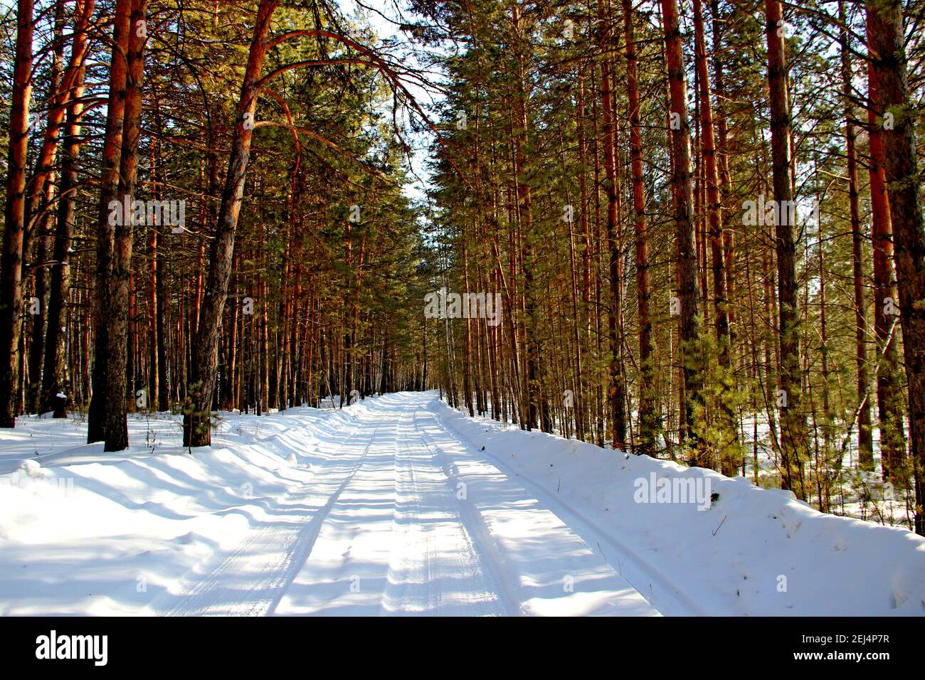 Es gibt einen Winterwald. Baumzweige haben keinen Schnee auf den Bäumen, so scheint es, dass der Wald sehr selten ist. Schneebedeckte Straße zwischen den Bäumen. Stockfoto