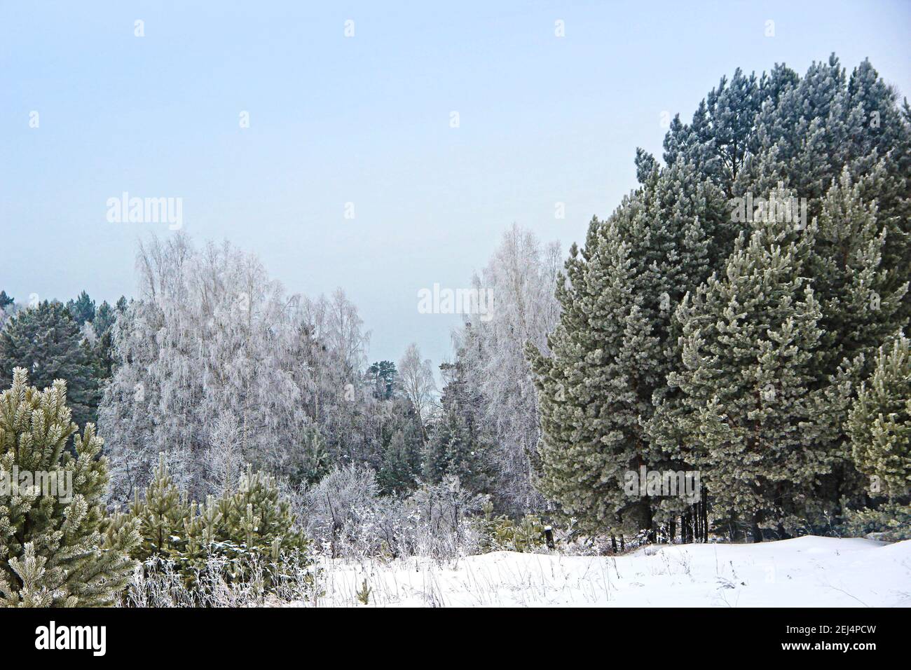 Dies ist das wahre Königreich des Winters. Der Wald, wie schlafend, tauchte völlig in einen flauschigen Wintertraum. Es gibt absolut keinen Wind. Alles Stockfoto