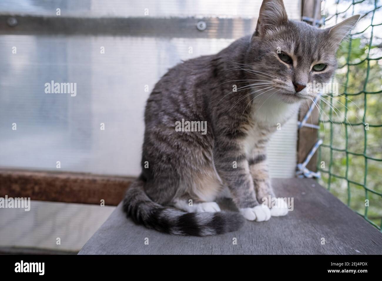 Nette Katze sitzt auf dem Balkon und schaut misstrauisch auf die Kamera. Stockfoto