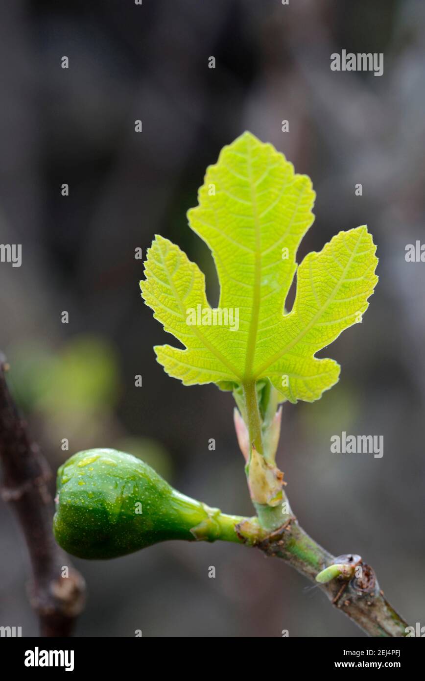 Feige (Ficus carica) , Blattbildung Stockfoto