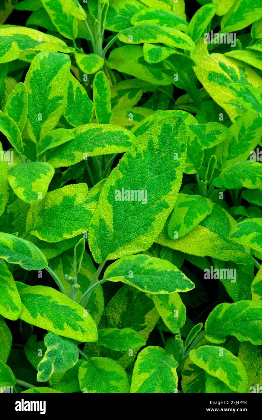 Salbei (Salvia officinalis) Sorte Aurea Stockfoto