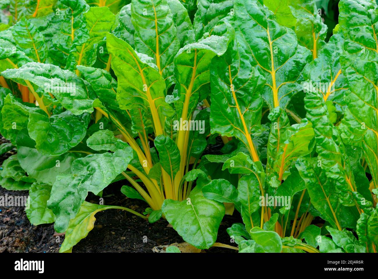 Rübenblätter, Sorte Golden/Bright Yellow (Beta vulgaris cicla var. flavescens) Stockfoto