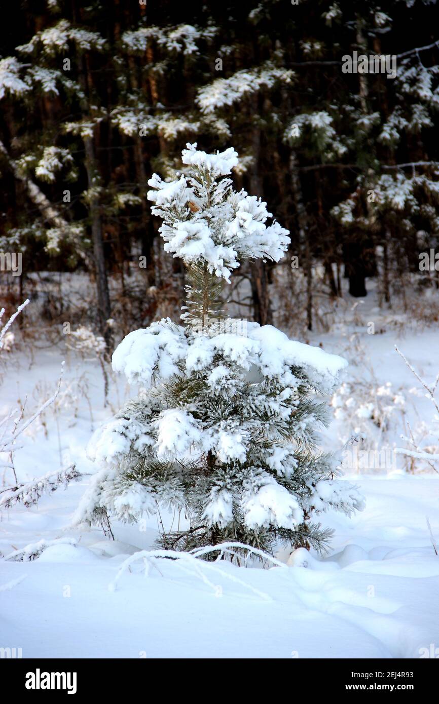 Kleine Fichte mit Schnee und Wald im Hintergrund bedeckt, erinnern Winter Wunderland. Stockfoto