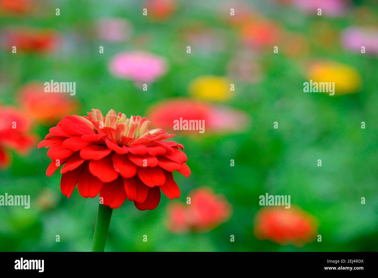 Zinnien (Zinnia elegans) Stockfoto