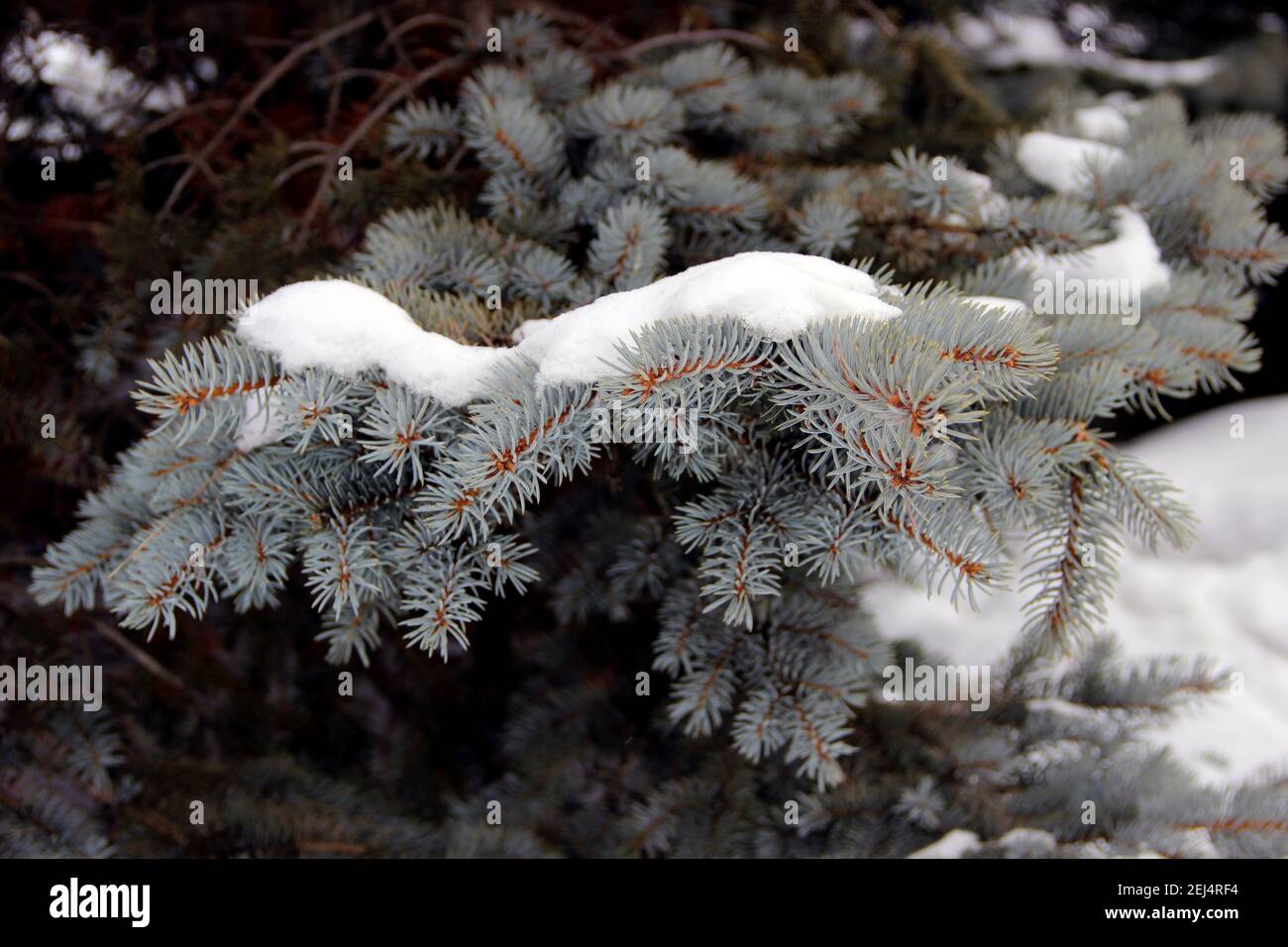 Nahaufnahme zeigt einen Fichtenzweig mit Schneekappe. Die ungewöhnliche türkisfarbene Farbe der Nadeln ist toll. Stockfoto