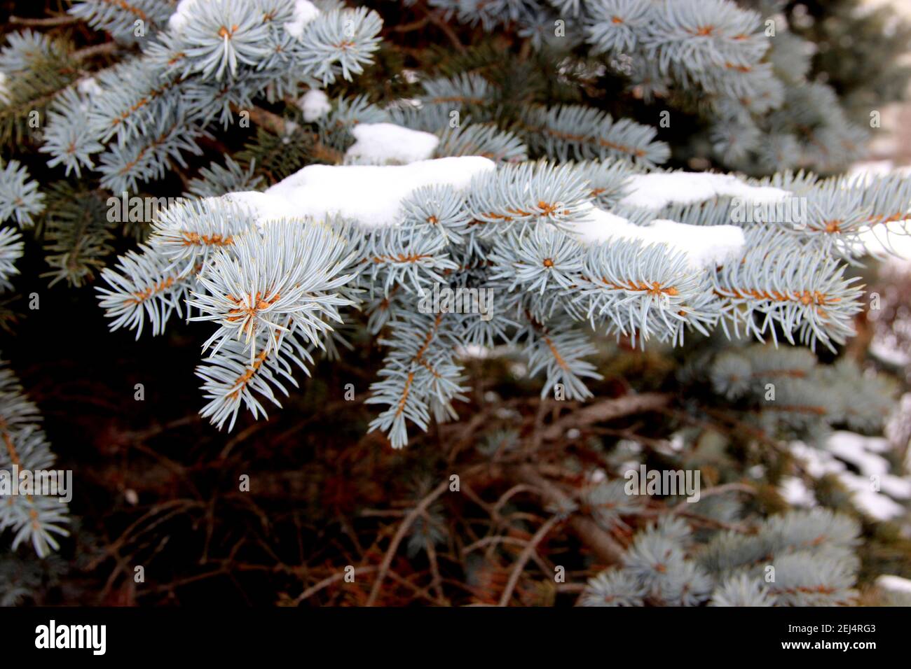 Nahaufnahme zeigt einen Fichtenzweig mit Schneekappe. Die ungewöhnliche türkisfarbene Farbe der Nadeln ist toll. Stockfoto