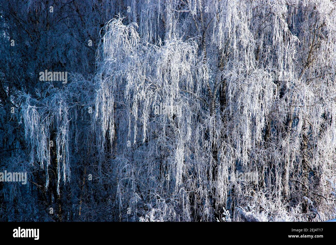 Nahaufnahme von Birkenzweigen, die unter dem Gewicht des Rauhfrosts hängen. Stockfoto