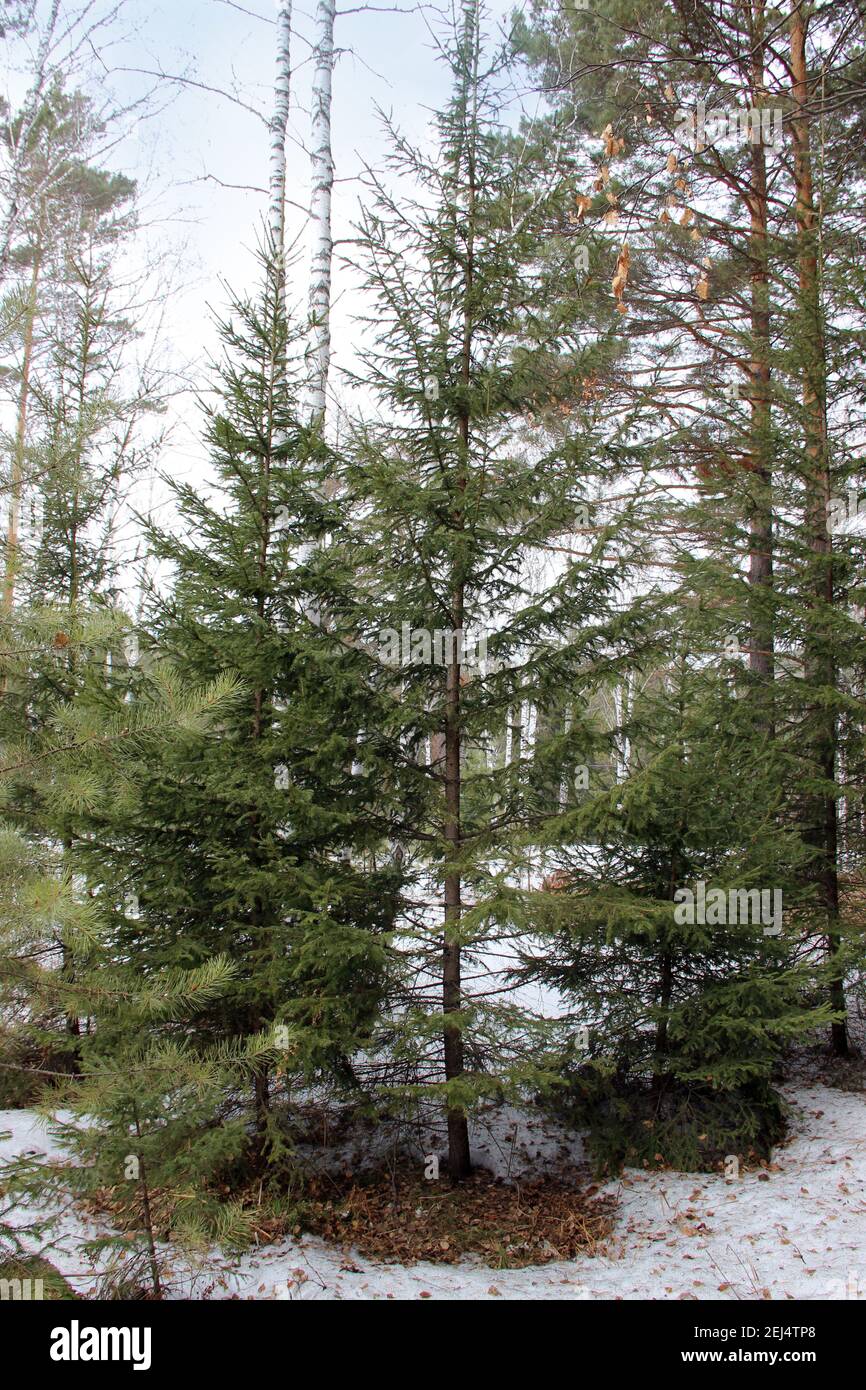 Fichte, Kiefer und Birke im sibirischen Wald im Winter. Schöne Landschaft. Stockfoto